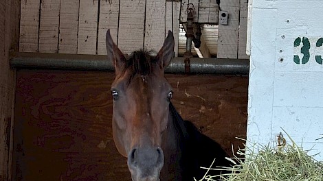 The Ribbles' beloved horse, Honor Marie, stands proudly in the stable. photo courtesy of Ribble family